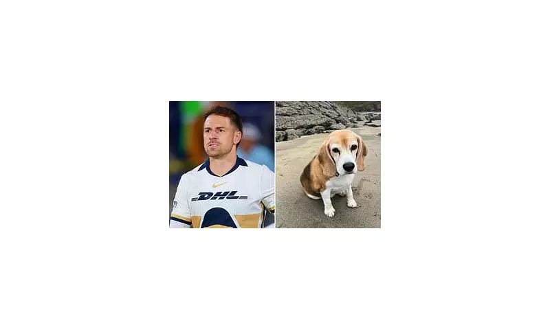 Wales Captain Aaron Ramsey's Desperate Plea After Family Dog Goes Missing During Mexico Training Camp