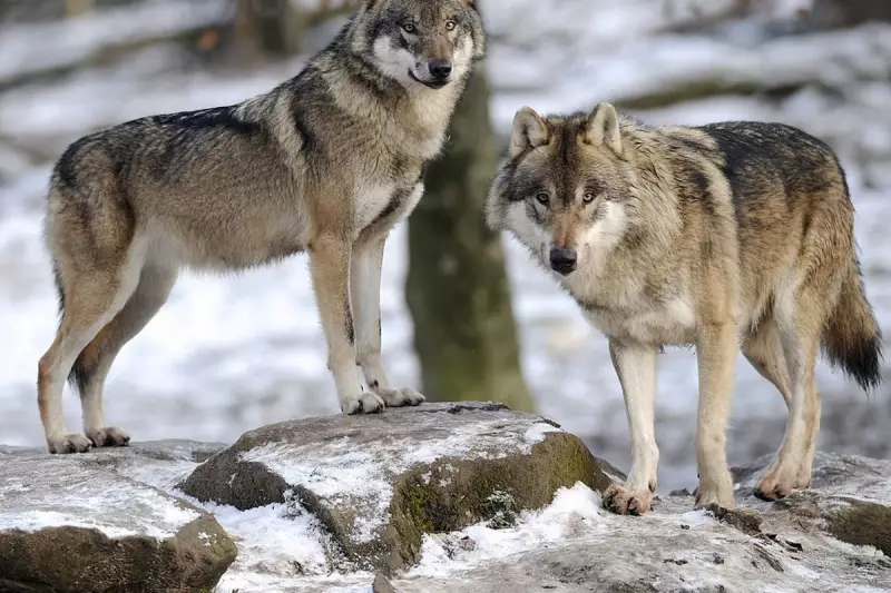 Wolf Packs Return: How Europe's Conservation Success Story Sparks New Tensions