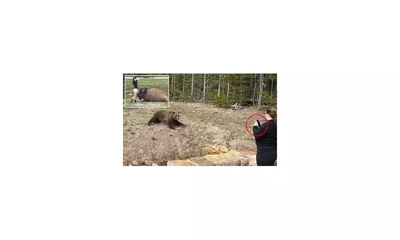 Yellowstone's Grizzly Bears Make Remarkable Recovery: Population Soars in Wyoming, Montana and Idaho