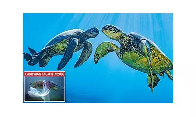 Green Turtles on the Brink: How Climate Change and Human Activity Threaten a Marine Icon