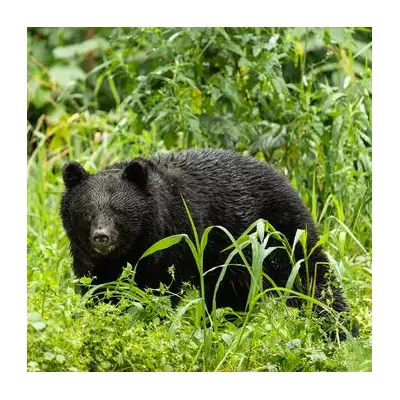 Horrific Bear Attack in Canada Leaves Forager Fighting for Life After Scalp Torn Off