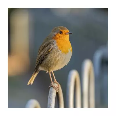 The Gardener's Secret: How to Attract Robins Using This Natural Kitchen Item