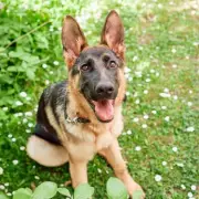 5 Popular Dog Breeds With Hidden Behavioural Challenges Every Owner Should Know