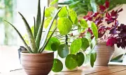 7 Air-Purifying House Plants That Eliminate Mould and Boost Your Health