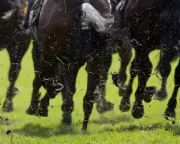 Alphonse Le Grande Aims to Defy History in Prestigious Cesarewitch Handicap