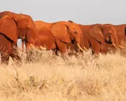 Ancient Elephant Highways Blocked: How Lost Migration Routes Are Fueling Africa's Human-Wildlife Crisis