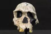 Ancient Fossil Discovery Rewrites Human Evolution: Homo Habilis and Erectus Co-Existed