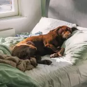 Animal Expert Settles The Great Dog vs Cat Debate: Which Pet Truly Loves Their Owner More?