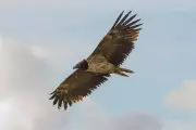 Archaeological Goldmine: Ancient Artefacts Discovered in Welsh Vulture Nest