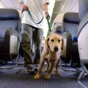 Are Airlines Treating Your Pet Like Luggage? The Shocking Truth About Animal Air Travel