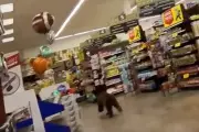 Arizona Bear's Midnight Supermarket Raid: Shocking CCTV Footage Reveals All