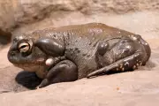 Arizona Sounds Alarm Over Toxic Toad Invasion: Sonoran Desert Toad Population Explodes
