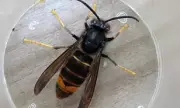 Asian Hornet Invasion Reaches UK Shores: First Ever Sighting in Northern Ireland Sparks Alarm