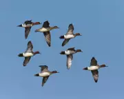 Autumn's Aerial Spectacle: Witness the Mesmerising Mass Migration Over British Skies