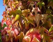 Autumn's Last Stand: Why Britain's Golden Leaves Are Lingering Longer