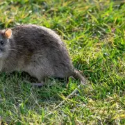 Banish Rats From Your Home Forever With This Simple Kitchen Ingredient