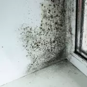 Banish Stubborn Mould From Windows Forever With This Simple White Vinegar Hack