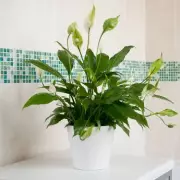 Beat Mould Naturally: 6 Powerful Houseplants That Clean Your Home's Air