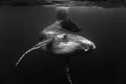 Beneath the Surface: Stunning Humpback Whale Portraits Reveal Ocean Giants' Hidden World
