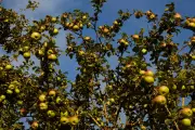 Beyond Apple Pie: Savoury Recipes to Rescue Your Glut of British Apples