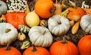 Beyond the Carving: The Surprising Health Benefits of Halloween Pumpkins Revealed