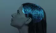 Brain Peak Performance Revealed: Scientists Discover When Your Mental Powers Hit Their Prime