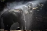 Breakthrough Vaccine Offers Hope for Endangered Asian Elephants Against Deadly Herpes Virus