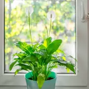 Breathe Easy: 5 Powerful Houseplants That Naturally Purify Your Home's Air