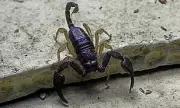 Britain's Deadliest Critters Revealed: The Tiny Terrors Lurking in Your Garden