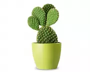 Brown Patches on Your Prickly Pear? Here's What They Really Mean and How to Fix It