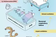 Butt Breathing Breakthrough: Japanese Scientists Win Ig Nobel for Revolutionary Lung Treatment Method