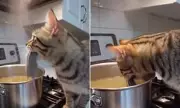 California Kitchen Chaos: Foster Cat's Souprise Ingredient Shocks Family