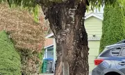 Can YOU Spot the Cat? The Tree Optical Illusion Taking Britain By Storm
