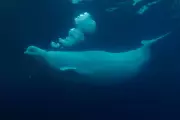 Canada's Marineland Forced to Relocate Beluga Whales in Groundbreaking Legal Ruling