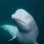 Canada's Marineland in Crisis: Beluga Whale Exodus Threatens Future of Controversial Aquarium