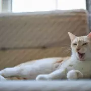 Catastrophic Cat-Sitting: Woman Returns From Month-Long Holiday To Discover Feline Fury