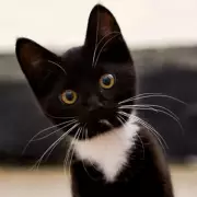 Cat's Heartwarming Rescue From Tree Goes Viral With Adorable Reaction