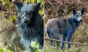 Chernobyl's Blue Canines: Scientists Discover Mutant Dogs With Unusual Fur Colour in Nuclear Exclusion Zone