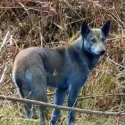 Chernobyl's Radioactive Wolves Develop Cancer-Resistant Genes in Groundbreaking Evolution