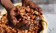 Chocolate Crisis: Why Your Favourite Treat Is Changing Forever