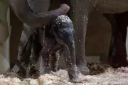 Cincinnati Zoo's Beloved Asian Elephant Powell Dies at 44 - Heartbreaking Loss for Animal Community