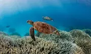Climate Crisis Crosses Critical Threshold: Scientists Warn Vital Ocean Current System Nearing Collapse