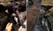 Coastguard's Daring Cliff Rescue: How Heroes Saved Dog From 300ft Drop in Dramatic Mission