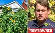 Council Declares War on Sunflowers: Homeowner Faces Legal Action Over Memorial Garden