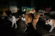 Cyprus Declares War on Stray Cats: Island Paradise Battles Feline Overpopulation Crisis