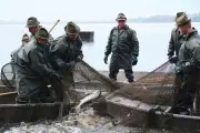 Czech Christmas Carp Harvest: Třeboň's Centuries-Old Tradition Faces Modern Scrutiny