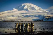 Deadly Bird Flu Ravages Seal Pups on Remote UK Island in Unprecedented Outbreak