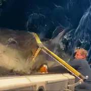 Deep Blue Revelation: World's Largest Great White Shark Spotted in Pristine Waters