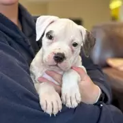 Desperate Search for Forever Homes: Meet the Rescue Pets Urgently Needing Adoption