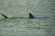 Diver Narrowly Escapes Dusky Shark Attack in Israel: Feeding Ban Under Scrutiny